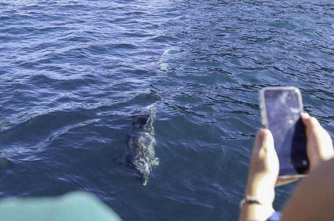 The Original Full day Bay of Islands Cruise with Dolphins - Price and value: what $136.53 gets you, and what to budget