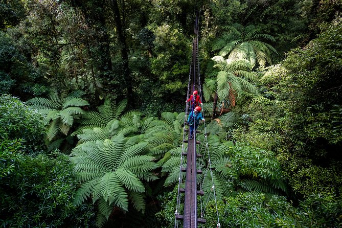 The Ultimate Canopy Zipline Experience Private Tour From Auckland - Why the private, max-11 setup makes the day better than a big group