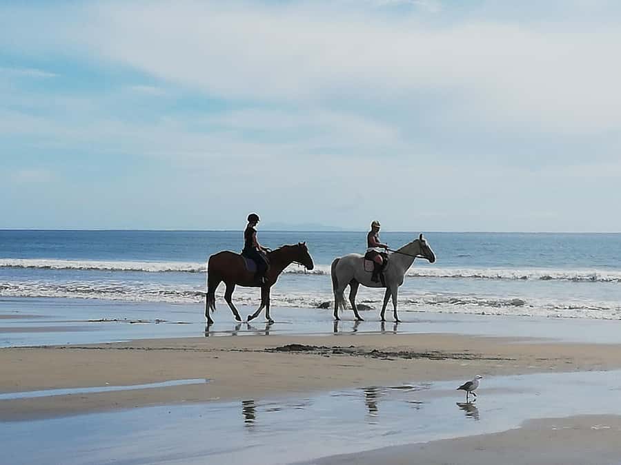 Tour of the Bay, Te Puna Sculpture Park and Historic Village - Value for Money at $77 Per Person: What You Get, What You Skip