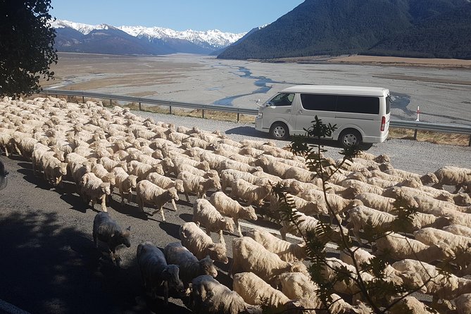 Tranz Alpine Train Tour - The home-made picnic: where the day slows down