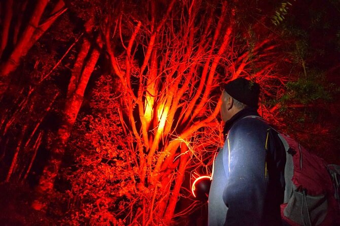 Twilight Wild Kiwi Bird Encounter Private Tour - Matakana Market Kitchen at 5:00 pm: Dinner Sets the Tone