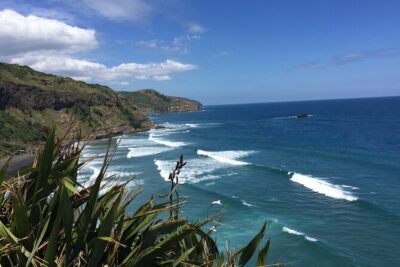 Vineyards Honey and Black Sand Beaches from Auckland