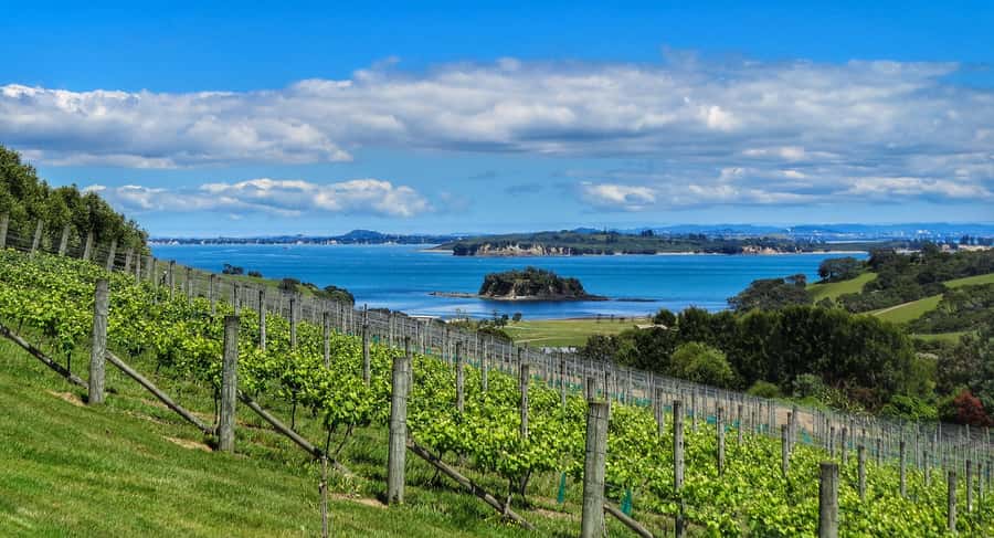 Waiheke Island: Afternoon Wine Tour with Oceanfront Lunch - Group Size, Noise, and How to Protect Your Ability to Hear the Guide