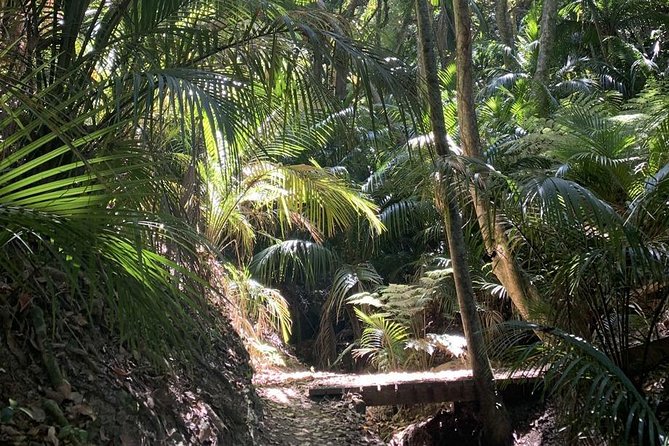 Waiheke Island Bush & Beach Walk - Timing, meeting point, and how to avoid stress on arrival