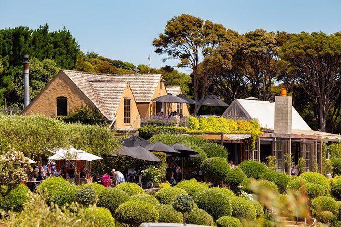 Waiheke Island Day Tour: Ziplining, Wine Tasting & Vineyard Lunch - Allpress Olive Groves: olive oil tasting without the wine-monday feeling