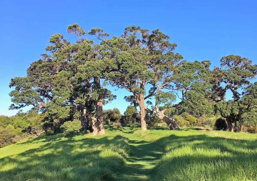 Waiheke Island: Premium Vineyard, Wine Tasting and Bush Walk - What to Bring and How to Prep for Real Weather