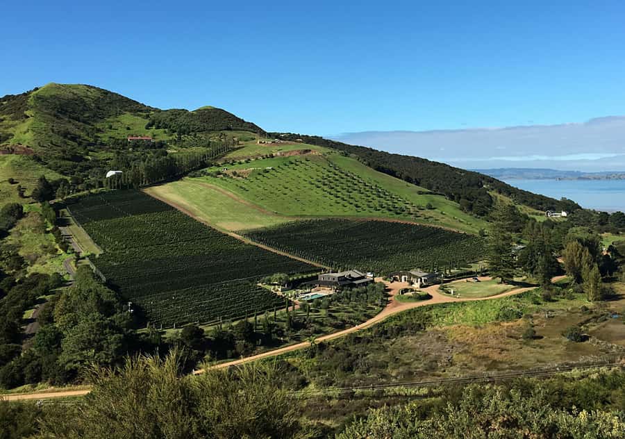 Waiheke Island: Premium Vineyard, Wine Tasting and Bush Walk - Mudbrick Vineyard Tasting, What to Expect and How to Enjoy It