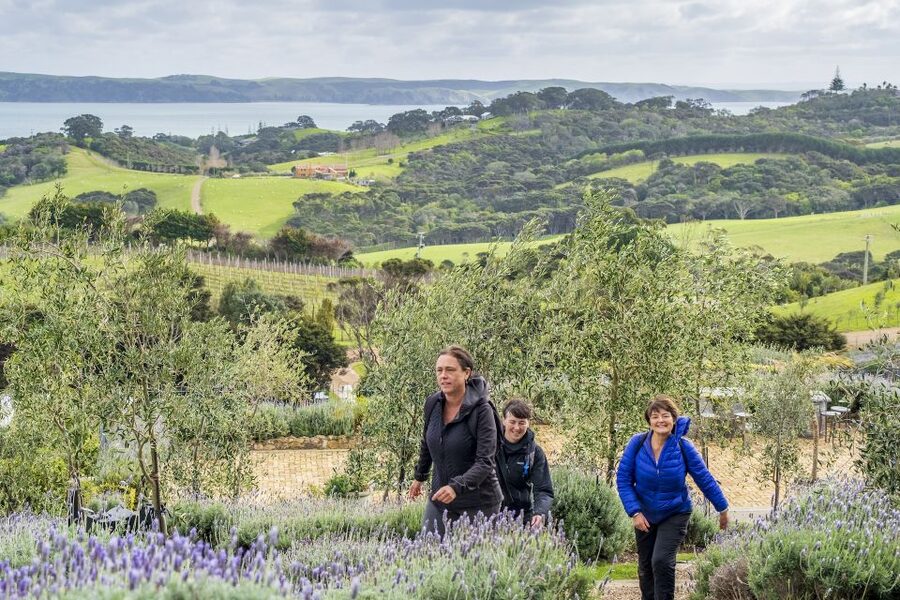 Waiheke Island: Premium Vineyard, Wine Tasting and Bush Walk - Price and Value: Is $269 Really Fair?