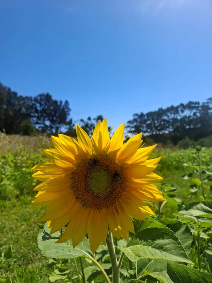Waiheke Island: Sip and Savor 3 Vineyards Tour with Lunch - Why This Tour Feels Like a VIP Wine Day on Waiheke