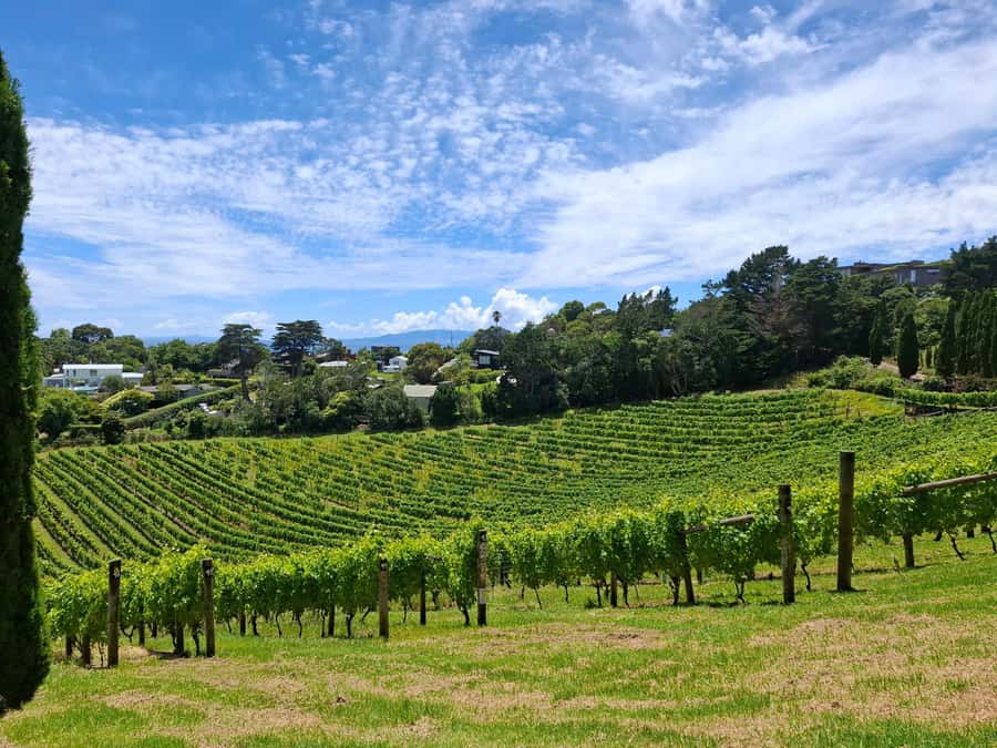 Waiheke Island: Sip and Savor 3 Vineyards Tour with Lunch - Getting Back to Matiatia Wharf and Timing Your Ferry Home