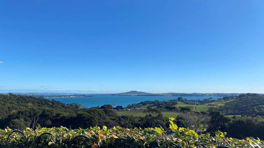 Waiheke Island: The Essence of Waiheke Wine Tour - Key Things I’d Highlight Before You Go