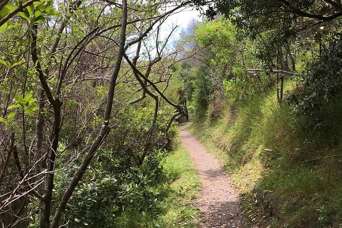 Waiheke Island Vineyards and Bush Walk - Why Waiheke Island Works So Well for a Guided Bush Walk