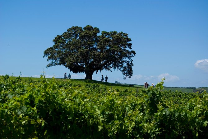 Waiheke island Wine Tours - PREMIUM wine tasting MAX 11 clients ! - The scenic drive with photo stops: more than transit