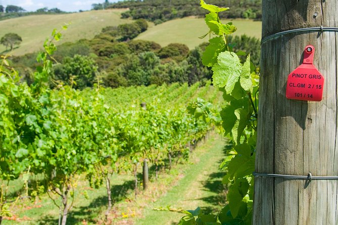 Waiheke island Wine Tours - PREMIUM wine tasting MAX 11 clients ! - Lunch timing in Oneroa: optional plans and a late afternoon ferry