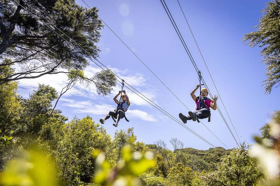 Waiheke Island: Zipline and Native Forest Adventure Trip - What You Fly Over: native bush canopy, vineyard, and Hauraki Gulf views