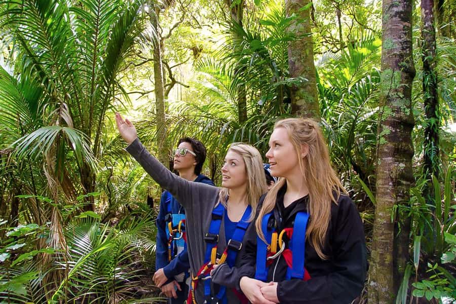 Waiheke Island: Zipline and Native Forest Adventure Trip - Price and value: what $89 buys you on Waiheke