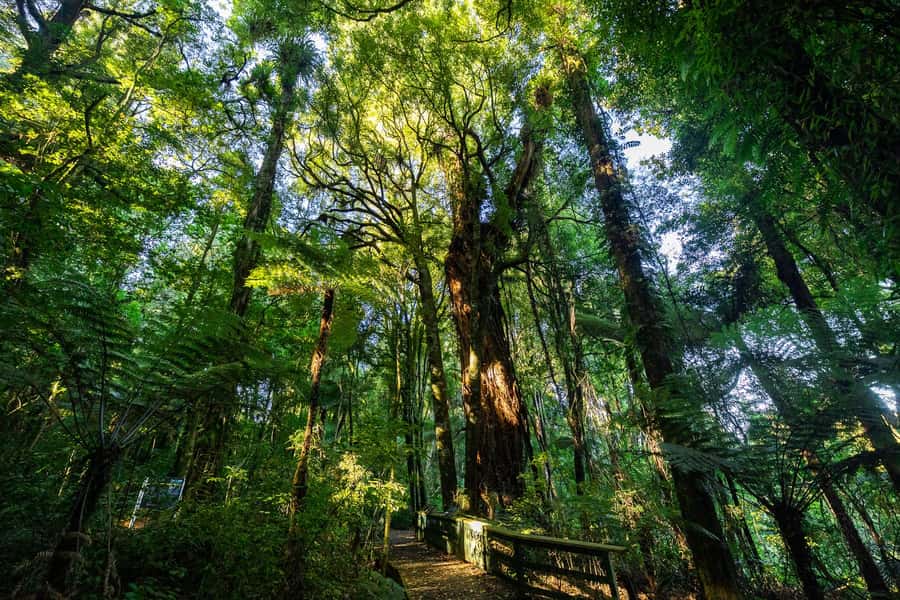 Waikato: Ancient Forest Guided Tour - Key highlights you’ll feel right away