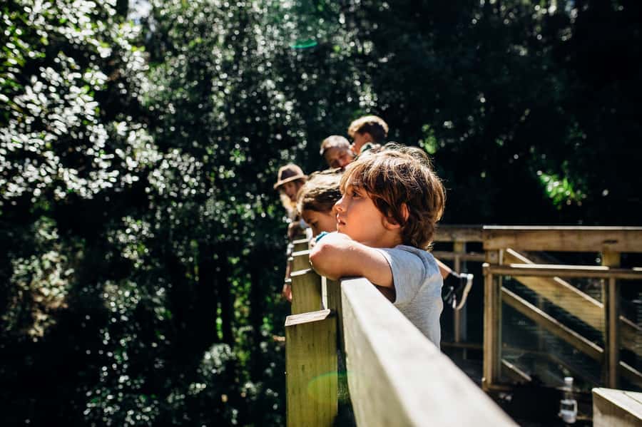 Waikato: Ancient Forest Guided Tour - Setting foot in Maungatautari’s predator-free world