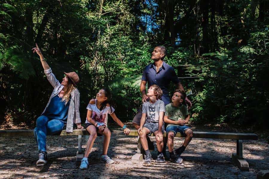 Waikato: Ancient Forest Guided Tour - The trail stops: where your guide helps you spot what matters