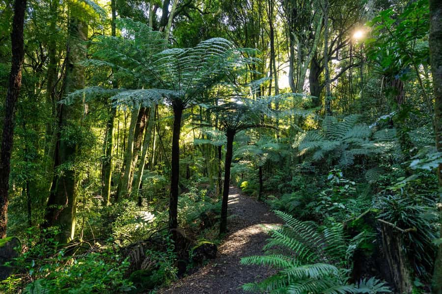 Waikato: Ancient Forest Guided Tour - The tower climb: your view of how the forest grows