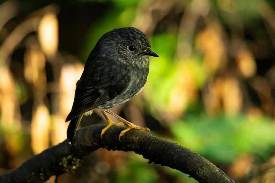 Waikato: Ancient Forest Guided Tour - Value for your money: $40 that includes more than the walk