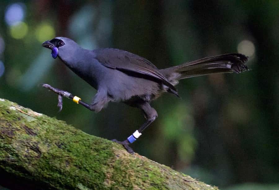 Waikato: Ancient Forest Guided Tour - Practical details to plan your visit smoothly