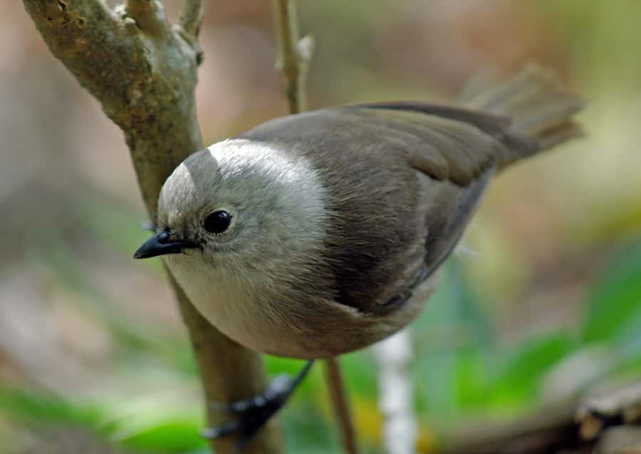 Waikato: Ancient Forest Guided Tour - Who this tour suits best (and who might want something else)