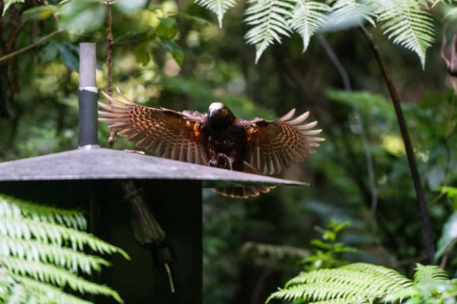 Waikato: Ancient Forest Guided Tour - What the guided walk actually feels like (1.5 hours, small group)
