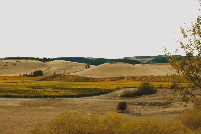Waipara Valley Winery Tour Wine Tastings and Scenic Views - Why Waipara Valley feels like the real deal