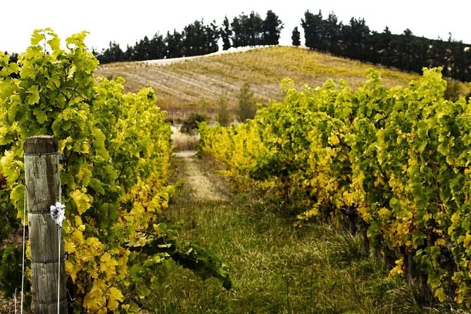 Waipara Valley Winery Tour Wine Tastings and Scenic Views - The day plan: 5 to 6 hours that stay comfortable