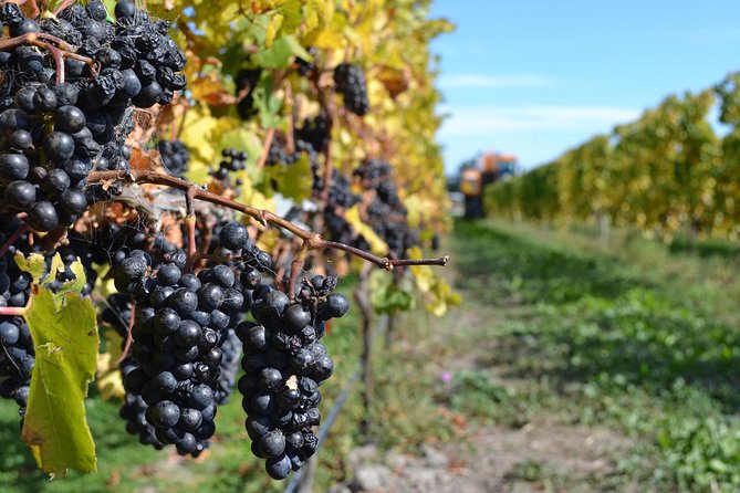 Waipara Wine Tour from Christchurch - including Lunch & Tastings - Price and Logistics, Is $117.91 Good Value for a Waipara Half-Day?
