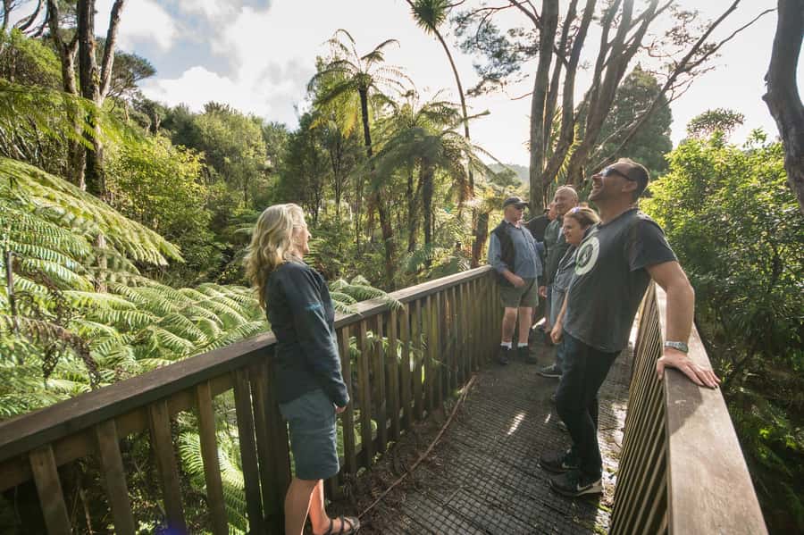 Waitakere Ranges Wilderness Experience Tour from Auckland - How the guides turn stops into a real story