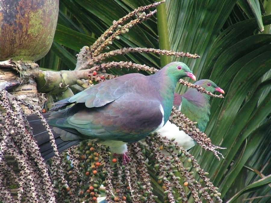 Waitakere Ranges Wilderness Experience Tour from Auckland - Should you book the Waitakere Ranges Wilderness Experience to Piha?