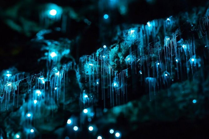 Waitomo Caves Private Tour from Auckland - A private Waitomo day from Auckland, with the right mix of guided time