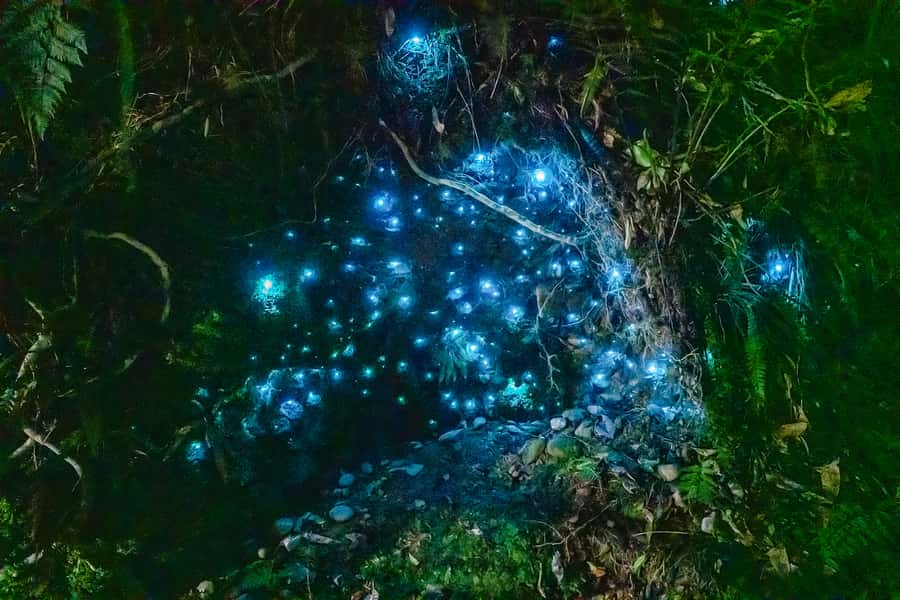 Waitomo: Glowworm Caves Guided Tour by Boat - Waitomo Glowworm Caves boat tour at a glance: 1 hour, 45 minutes guided