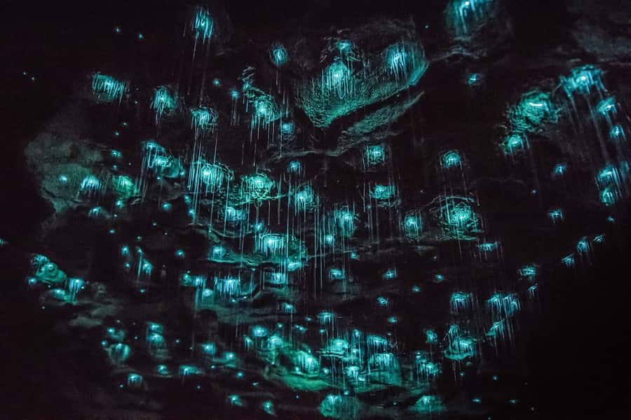 Waitomo: Glowworm Caves Guided Tour by Boat - The boat ride in near darkness: seeing glowworms like stars