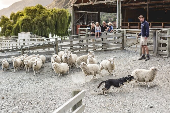 Walter Peak Gourmet BBQ Lunch & Queenstown Lake Cruise - Key things to know before you go