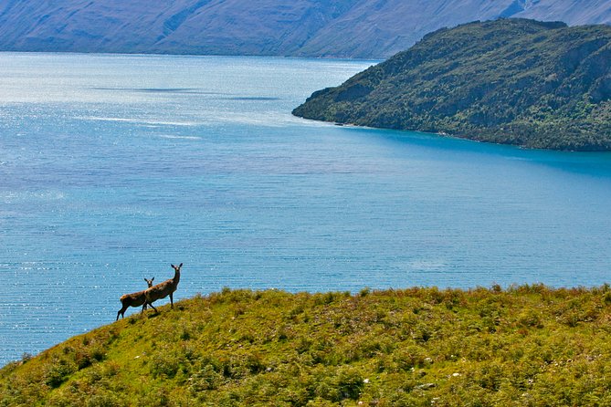 Wanaka High Country Walk - Why this Wanaka High Country Walk feels different