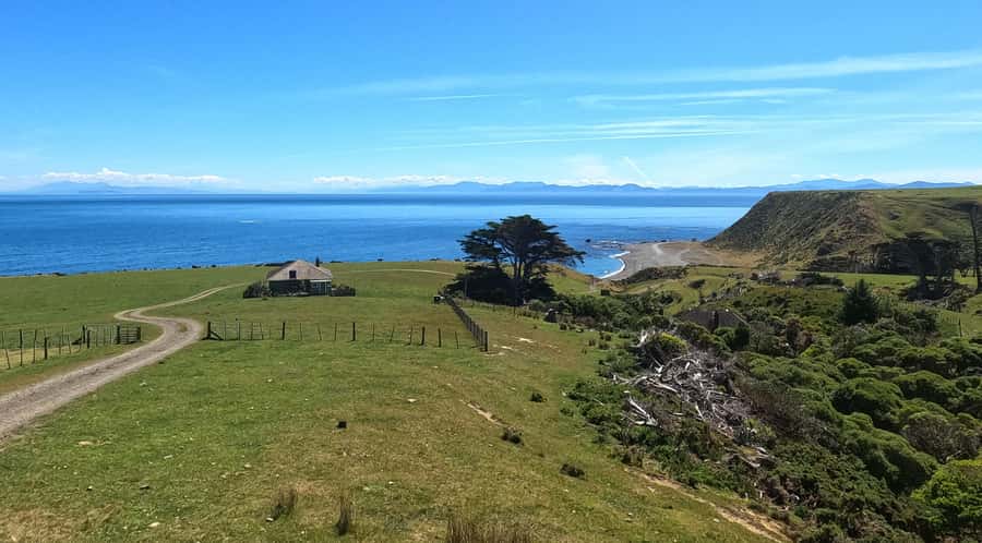 Wellington: Half Day Seal Coast Safari - Is this worth $116 per person?