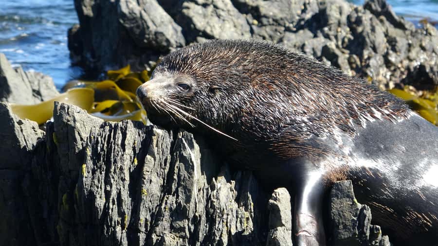 Wellington: Half Day Seal Coast Safari - Why this Wellington seal safari feels more special than a drive-by