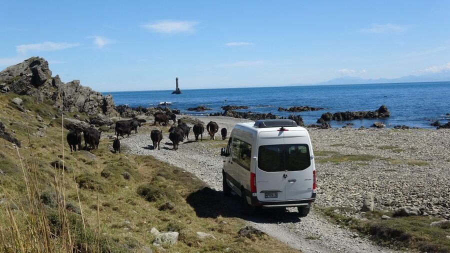 Wellington: Half Day Seal Coast Safari - How much time you really spend outside (and what to pack)