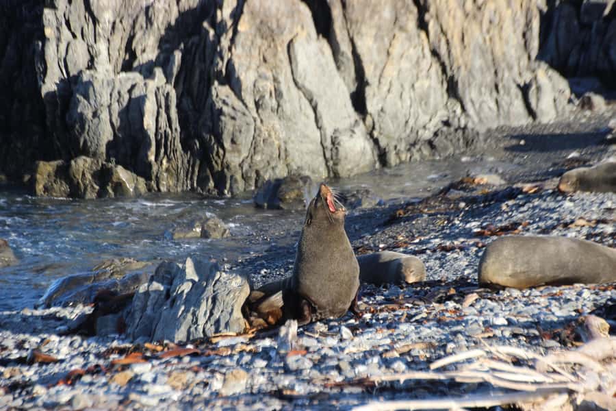Wellington: Half Day Seal Coast Safari - Central pickup and 4WD Mercedes comfort (plus the reality check)