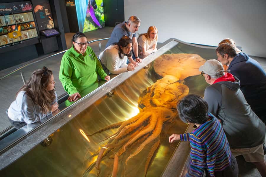 Wellington: Museum of NZ Intro Tour & General Admission - Quick practical tips to get more out of it