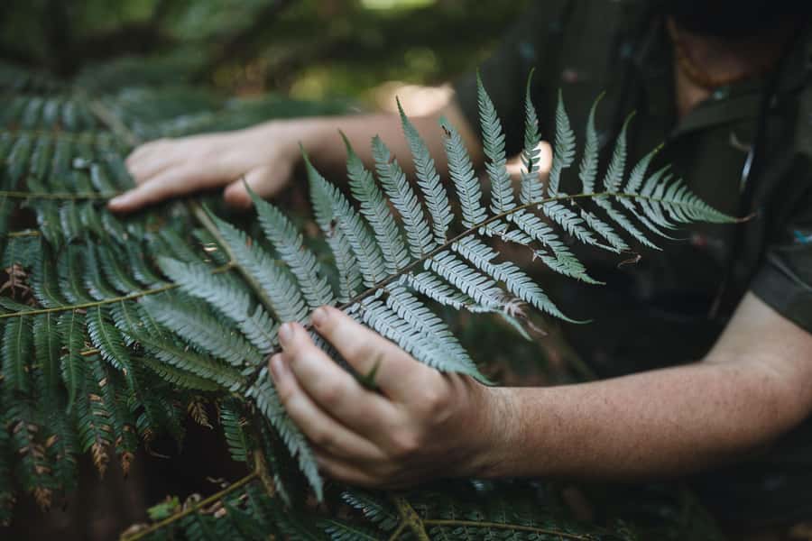 Wellington: Original LOTR Full-Day Tour with Weta & Lunch - Gardens of Isengard and Helms Deep quarry views