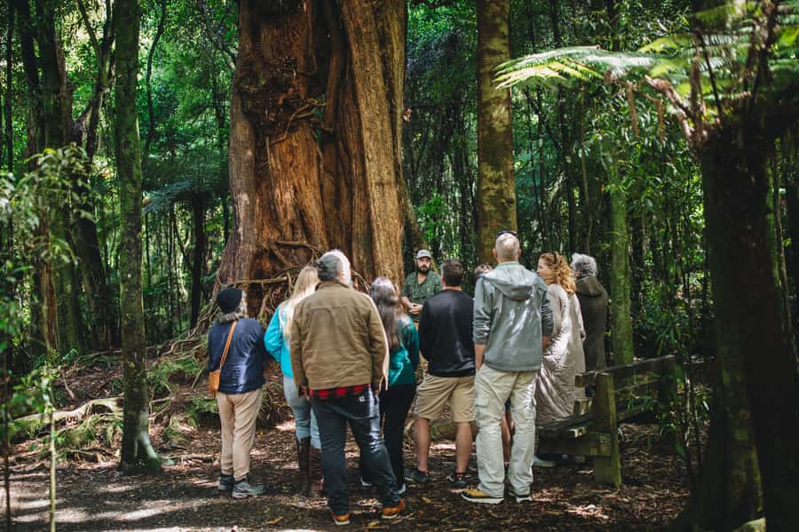 Wellington: Original LOTR Full-Day Tour with Weta & Lunch - Price and what you actually get for $194