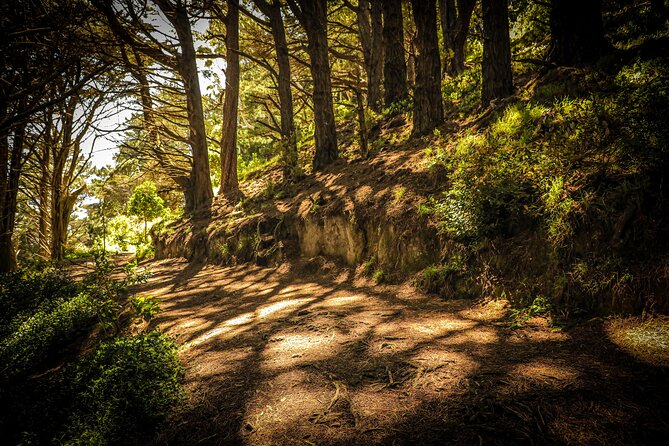 Wellington's Original HD LOTR Experience - includes Weta Tour - Outer Shire filming locations: the forest scenes you’ll recognize fast