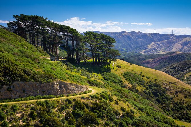 Wellington: Wild Skyline Guided Hiking Tour, Transfers + Lunch - What’s Included: Lunch, Snacks, Water, and the Coffee Stop You’ll Remember