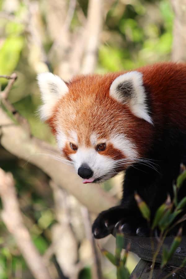 Wellington Zoo General Entry Tickets - Key highlights at a glance