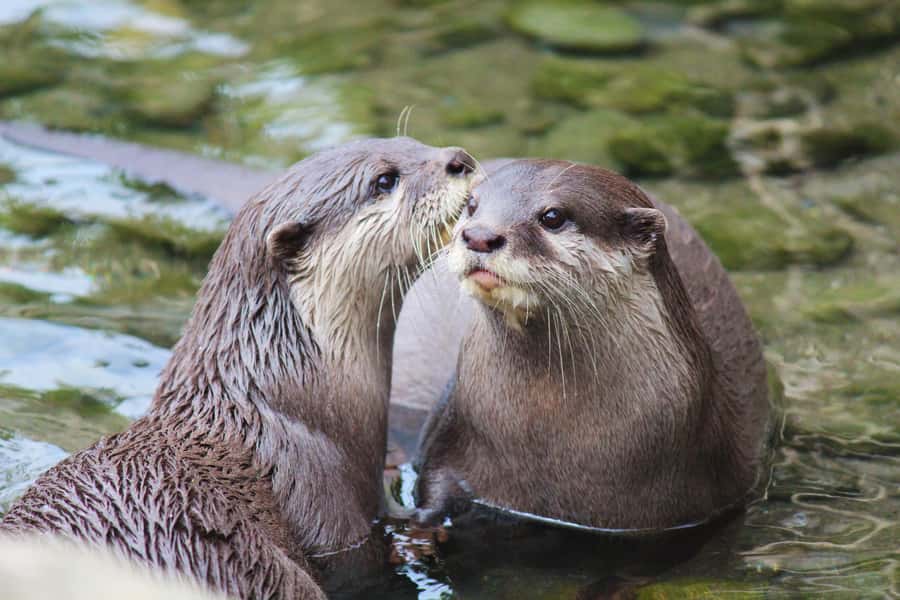 Wellington Zoo General Entry Tickets - Wellington Zoo in Newtown: hours, getting there, and how to pace your day