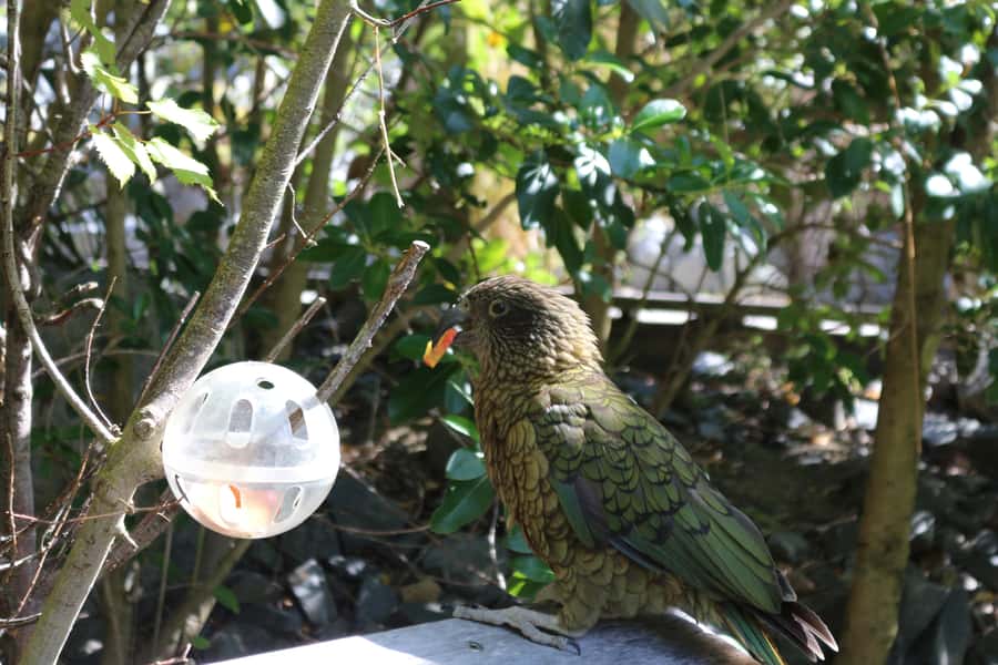 Wellington Zoo General Entry Tickets - The animal talks: how to use them so you see more than you would by luck